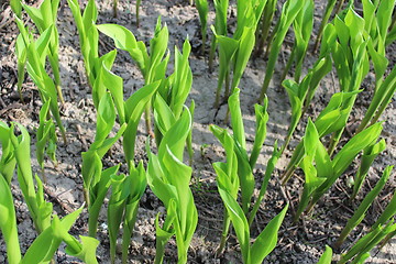 Image showing green sprouts of lilies of the valley in spring