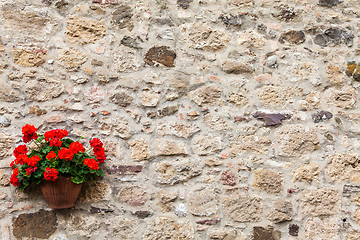 Image showing Tuscan flowers