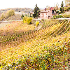 Image showing Italian Vineyard