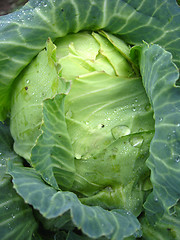 Image showing big head of green cabbage