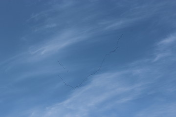 Image showing flight of the birds returning home in spring