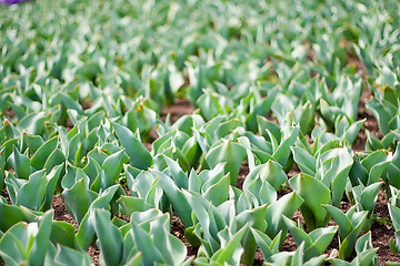 Image showing Tulip Sprouts