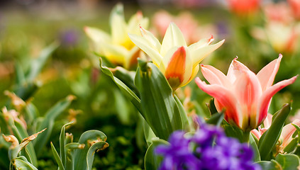 Image showing Spring Flowers