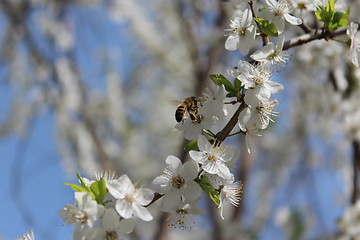 Image showing bee flying above the flower of cherry-tree