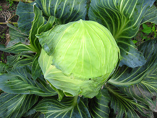 Image showing big head of green cabbage