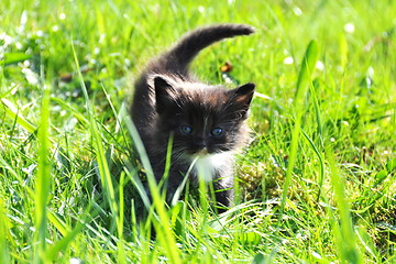 Image showing Small kitten on lawn