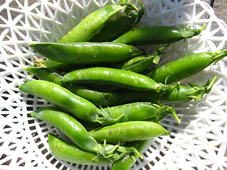 Image showing Fresh green pods of peas