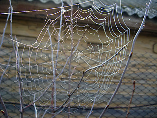 Image showing spider's web with dew