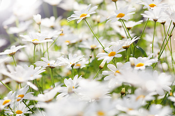 Image showing Summer Flowers