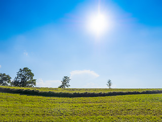 Image showing green grass and blue sky with sun