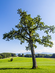 Image showing Tree in typical Bavarian landscape