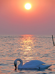 Image showing Swan Sunset