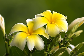 Image showing Plumeria alba blossoms