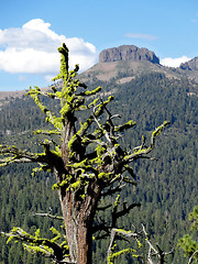 Image showing Trees surviving in nature