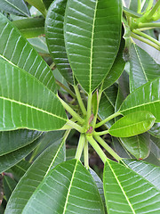 Image showing Hawaiian Plants