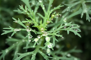 Image showing Raindrops on leaves