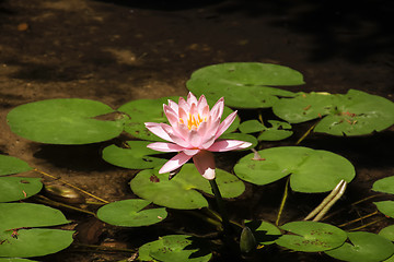 Image showing Beautiful Waterlily