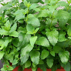 Image showing Herbs in your backyard