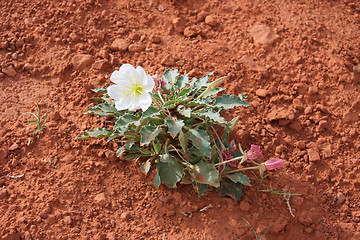 Image showing Wildflowers in the USA