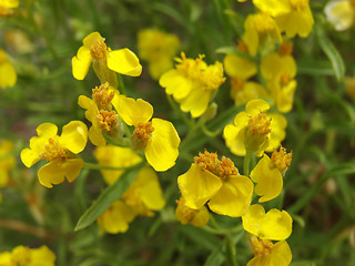 Image showing Wildflowers in the USA