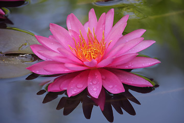 Image showing Beautiful Waterlily