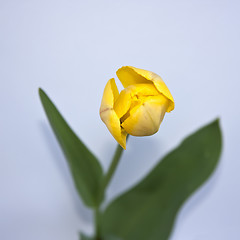 Image showing A Tulip