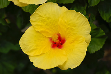 Image showing Yellow hawaiian hibiscus