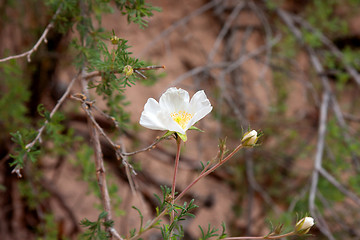 Image showing Wildflowers in the USA