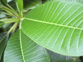 Image showing Hawaiian Plants