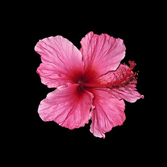 Image showing Hibiscus