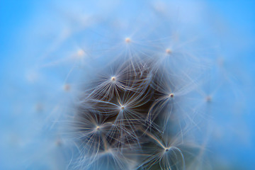 Image showing Macro of natural beauty