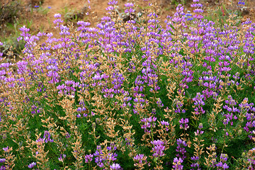 Image showing Wildflowers in the USA