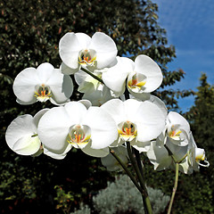 Image showing Blooming beauties