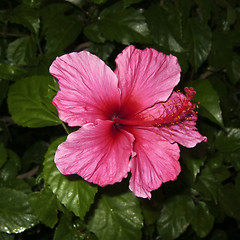 Image showing Hibiscus