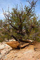 Image showing Trees surviving in nature