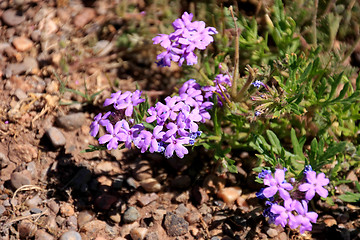 Image showing Wildflowers in the USA