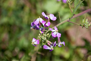 Image showing Wildflowers in the USA