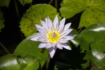 Image showing Beautiful Waterlily