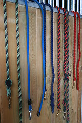 Image showing Horse Equine Leads