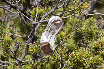 Image showing Trash in nature