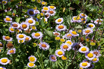 Image showing Wildflowers in the USA