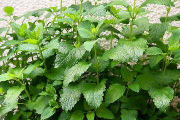 Image showing Herbs in your backyard