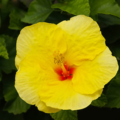 Image showing Yellow hawaiian hibiscus