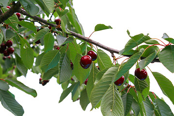 Image showing Ready to be harvested