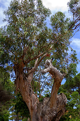 Image showing Trees surviving in nature