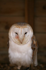 Image showing Barn Owl (1587)