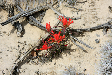 Image showing Wildflowers in the USA