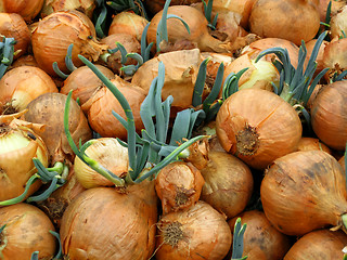 Image showing A lot of onions