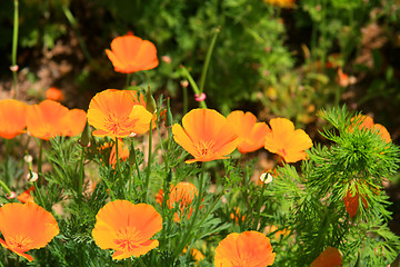 Image showing California poppy