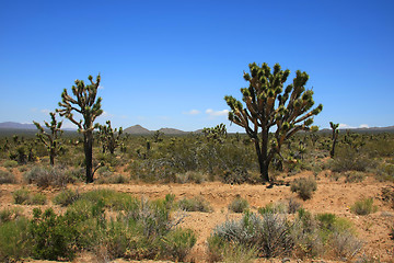 Image showing Joshua Tree Forest